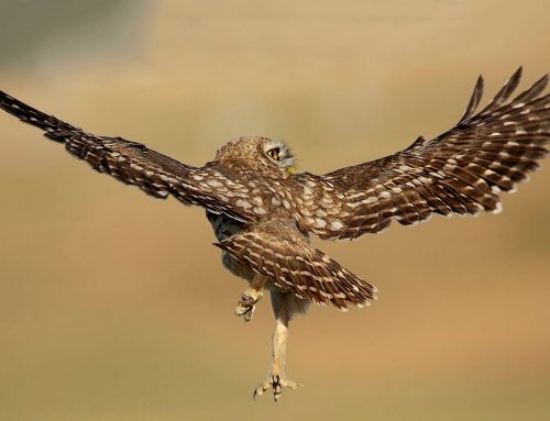 Kukumavların Dansı – Dance of the Little Owls