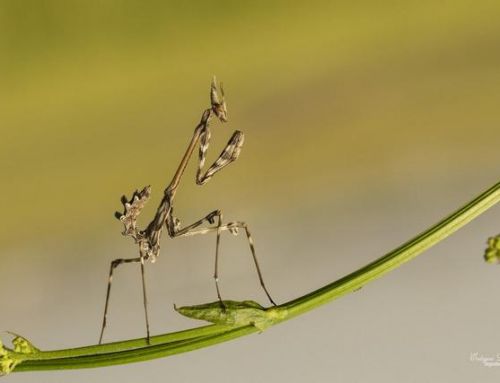 Makro fotoğraf Çekimi Nasıl Yapılır?