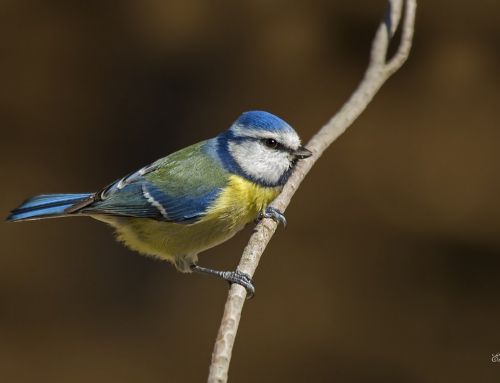 Türkiye’deki Kuş Türleri