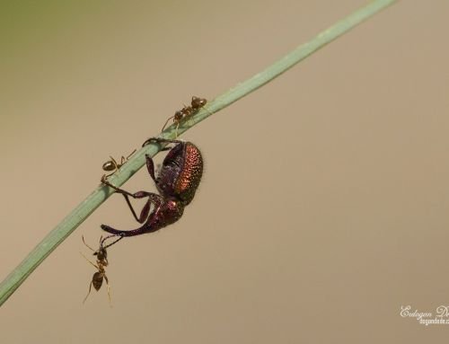 Makro fotoğrafçılık teknikleri