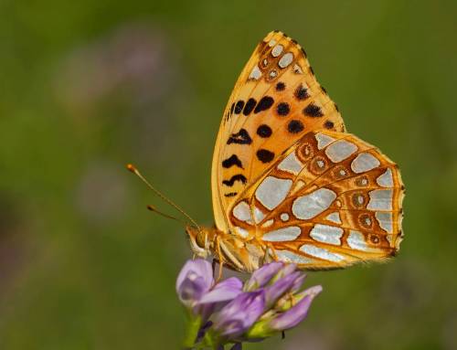Yaşayan Gezegen Raporu’nun 2022 Verileri Gezegenimiz için Alarm Veriyor!